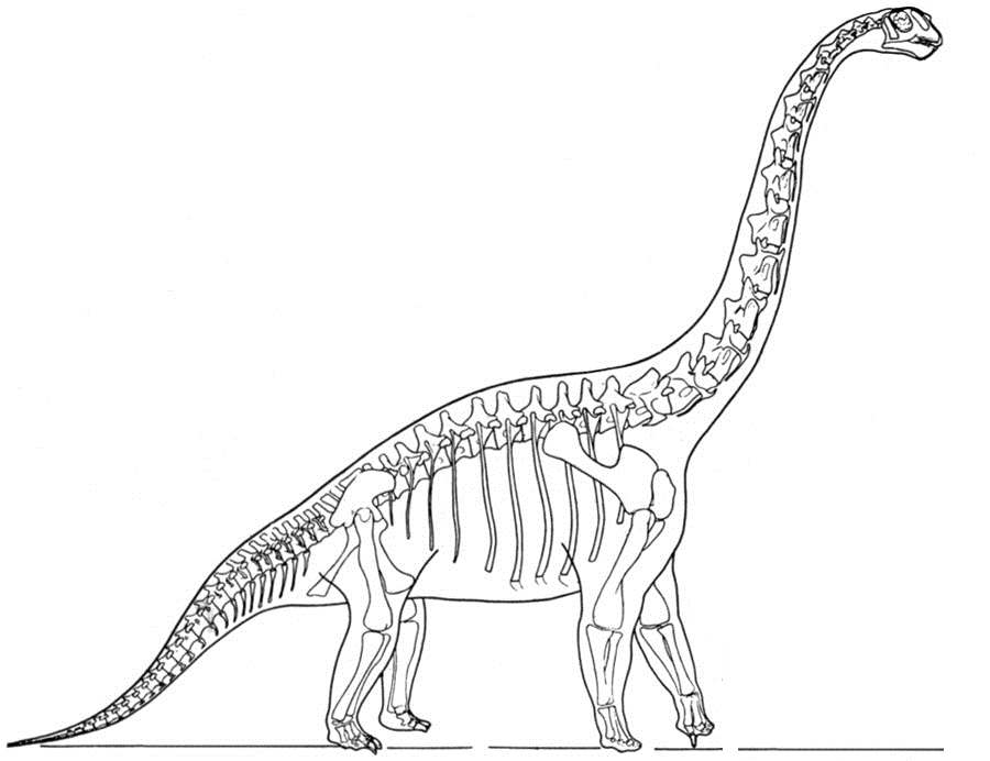 t rex skeleton coloring pages - photo #14