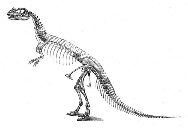 t rex skeleton coloring pages - photo #39