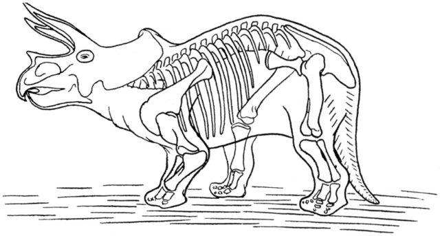 t rex skeleton coloring pages - photo #27