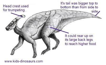 dinosaur parasaurolophus facts head crest dinosaurs its long had which piece feet horn thing