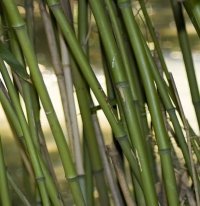 plantas Cretáceas-Bambu