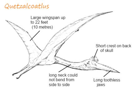 Quetzalcoatlus Facts For Kids