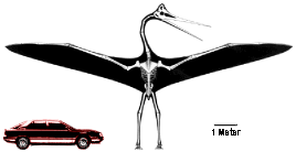 Quetzalcoatlus Flying Reptile Size