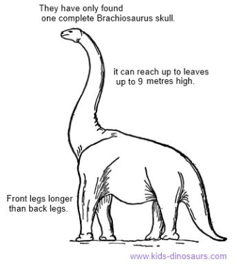 Brachiosaurus Dinosaur Facts