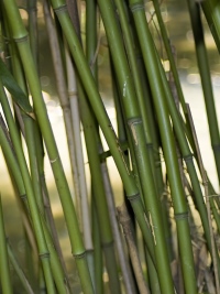Cretaceous Plants - Bamboo