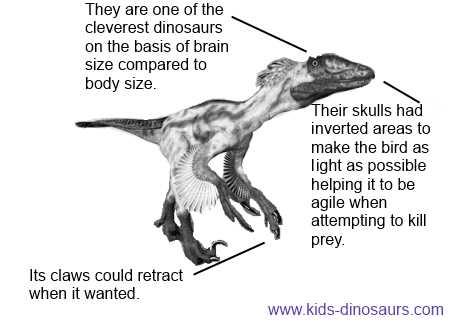 Deinonychus Pictures & Facts - The Dinosaur Database
