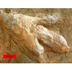 Dinosaur footprints of Gigandipus