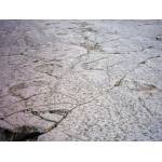 Dinosaur footprints at Pegadas