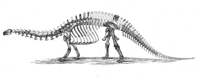 Dinosaur Skeleton Pictures
