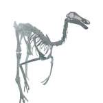 Gallimimus Dinosaur Skeleton