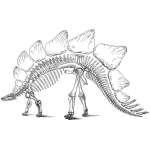 Dinosaur Skeleton of Stegosaurus