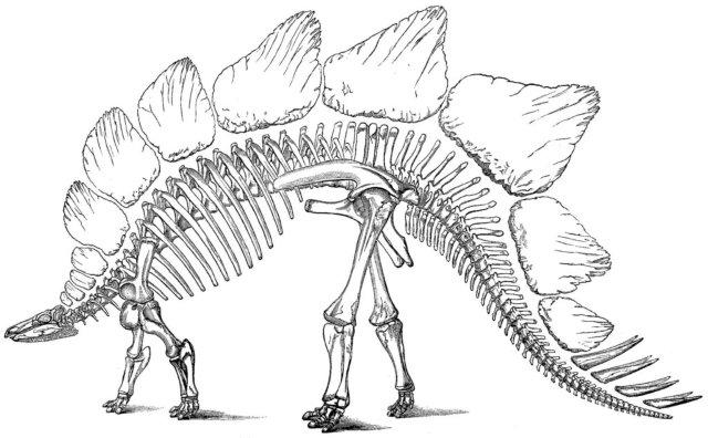 8800 Top Dinosaurs Fossils Coloring Pages Pictures