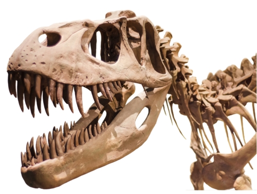 T. rex may have had brains and brawn •