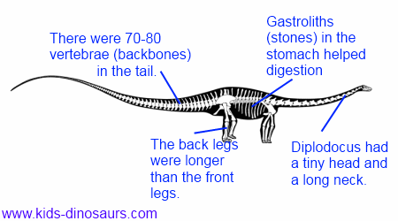 Diplodocus - Dinosaur Facts for Kids