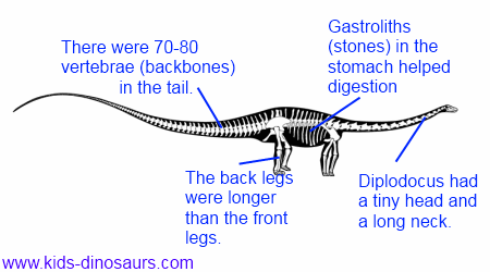 Diplodocus Dinosaur Facts For Kids