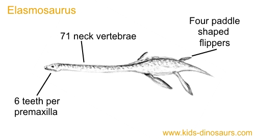 elasmosaurus facts for kids elasmosaurus size