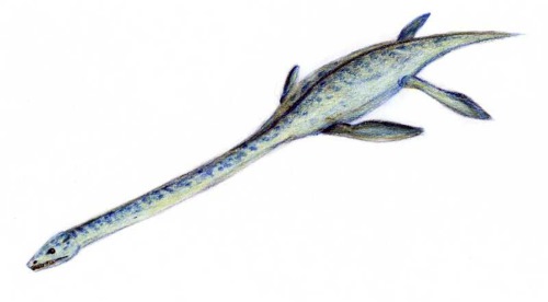 elasmosaurus.jpg