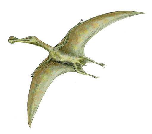 New species of pterodactyl dinosaur size of a small plane has been