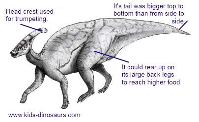 Parasaurolophus Facts for Kids