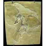 Picture of Archaeopteryx Fossil