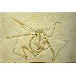 Pictures of Dinosaur Fossils - Pterodactyl
