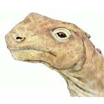 Pictures of Dinosaurs - Abrosaurus