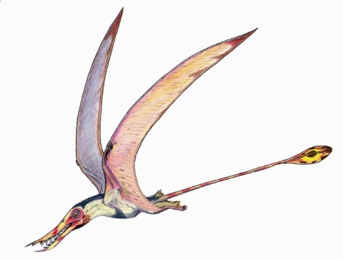 Rhamphorhynchus Facts for Kids