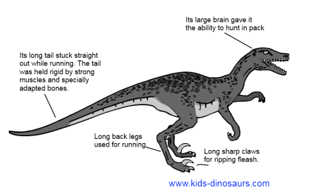 Velociraptor Dinosaur, photos information - Velociraptor Gallery
