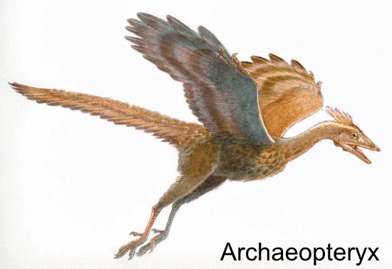 Archaeopteryx