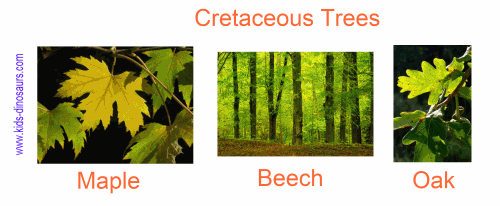 Cretaceous Plants - Trees