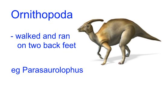 Dinosaur Classification - - Ornithopoda