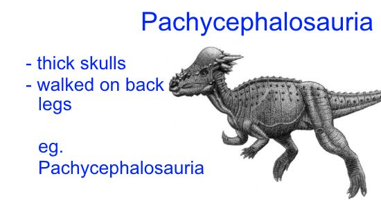 Dinosaur Classification - Pachycephalosauria