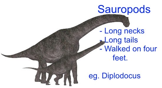 恐竜の分類-竜脚類