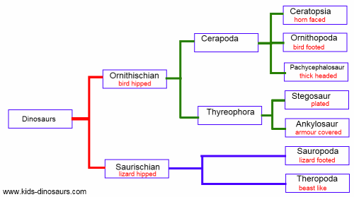 Dinosaur Classificaton of Species