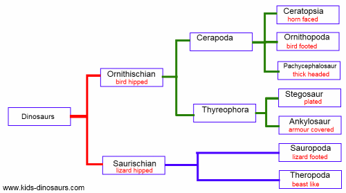 Species Classification Chart