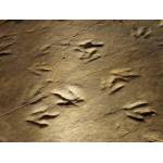 Dinosaur Footprints from State Park