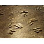 Dinosaur Footprints