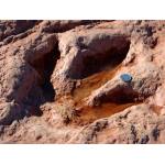 Single Dinosaur Footprint