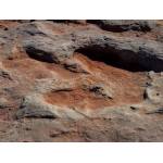 Dinosaur footprints at Flagstaff