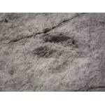 Dinosaur footprints