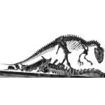 Dinosaur Skeleton - Allosaurus