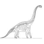 Dinosaur Skeleton Picture