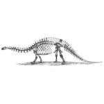 Dinosaur Skeleton Pictures - Brontosaurus