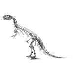 Dinosaur Skeleton picture of Ceratosaurus