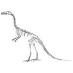 Dinosaur skeleton picture of Compsognathus