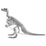 Iguanodon dinosaur skeleton