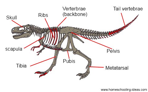 Tyrannosaurus Rex Skeleton