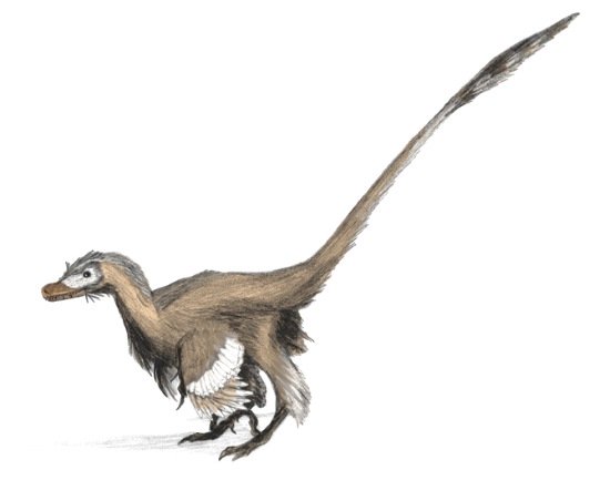 Feathered Dinosaurs - Velociraptor