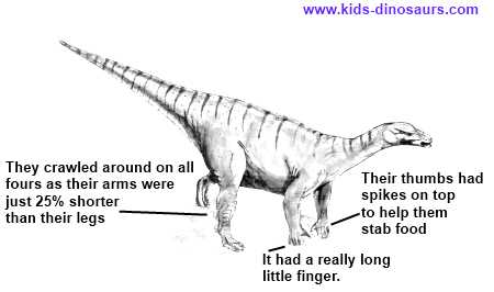 Fun facts about Iguanodon