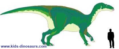 How big were Iguanodon